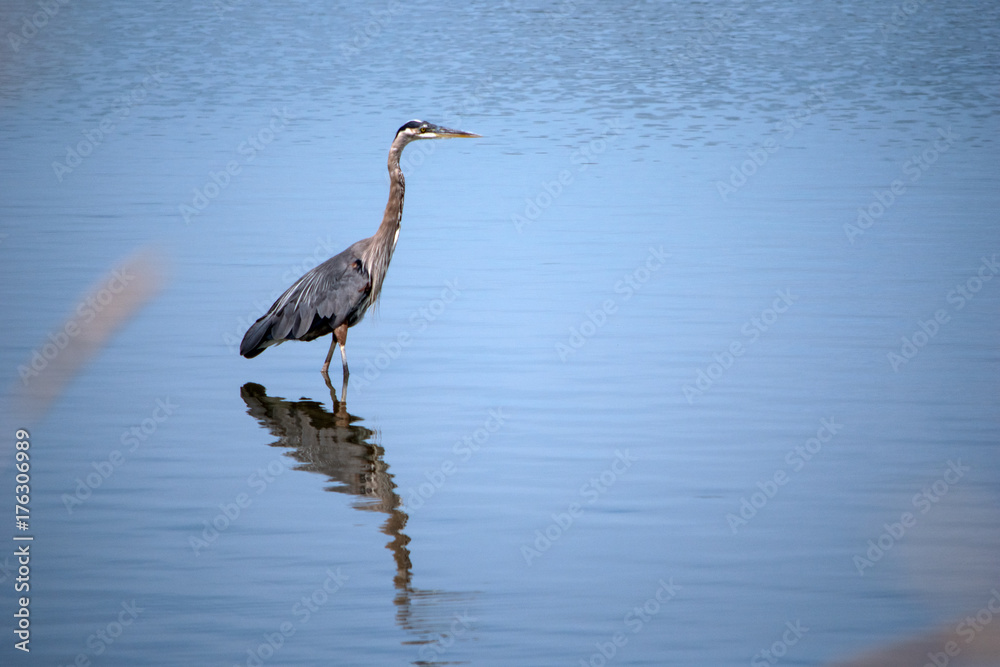 Obraz premium Heron standing in a lake and its reflection on water