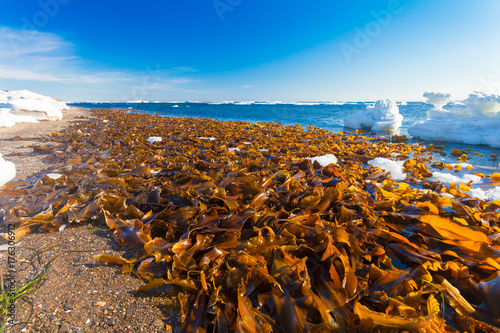 Obraz na plátně A lot of Laminaria (Kelp) is seaweed washed ashore on the beach of  Sea of Okhotsk on winter season