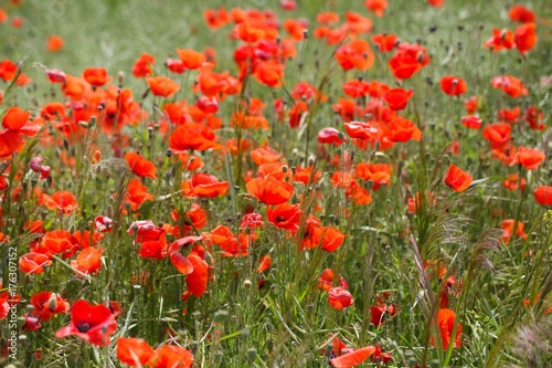 Flowers of common poppy in a field.