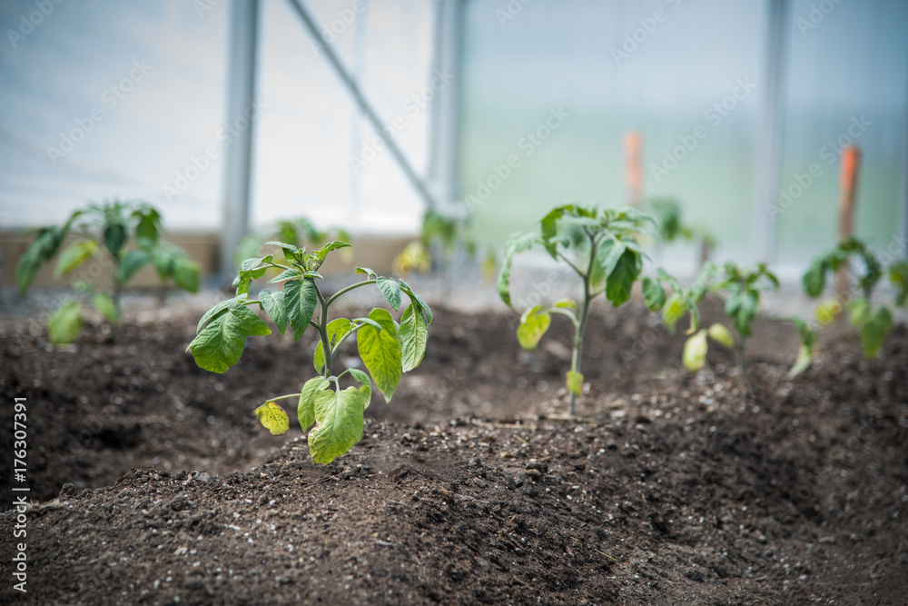 young plants growing in a greenhouse young plants growing in a greenhouse