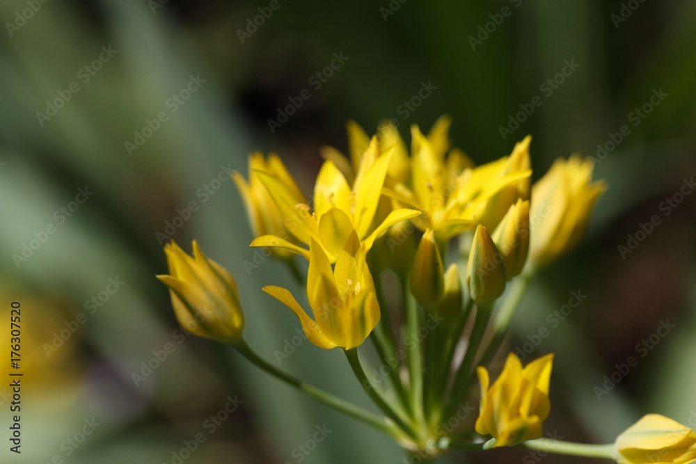 Macro photo of a golden garlic flower Macro photo of a golden garlic flower