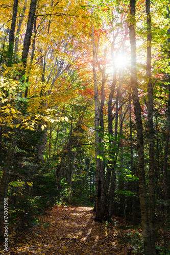 Fototapeta Naklejka Na Ścianę i Meble -  Pathway through the woods in autumn.