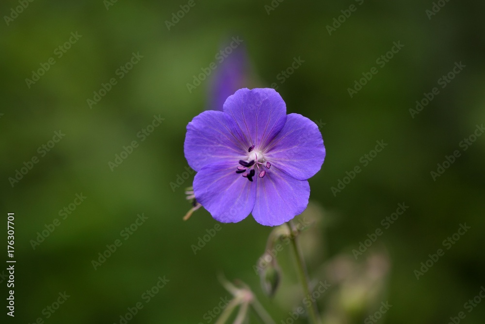 Flower of a meadow geranium Flower of a meadow geranium