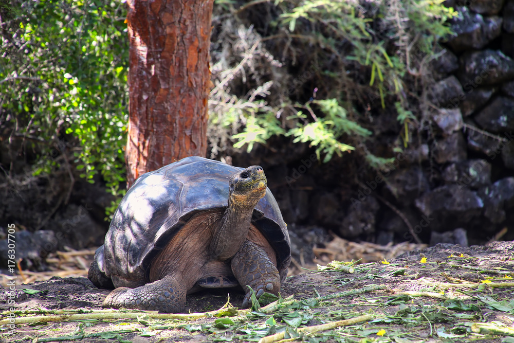 Obraz premium Żółw olbrzymi z Galapagos w stacji badawczej Karola Darwina na wyspie Santa Cruz, Park Narodowy Galapagos, Ekwador