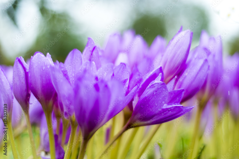Beautiful violet crocus flowers in the garden. Beautiful violet crocus flowers in the garden.