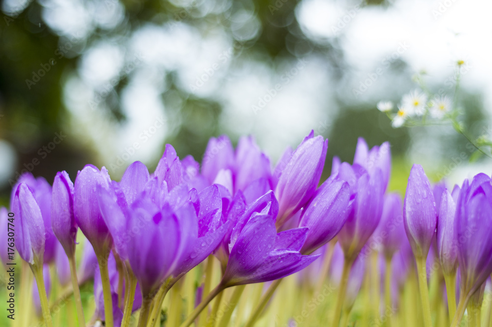 Beautiful violet crocus flowers in the garden.