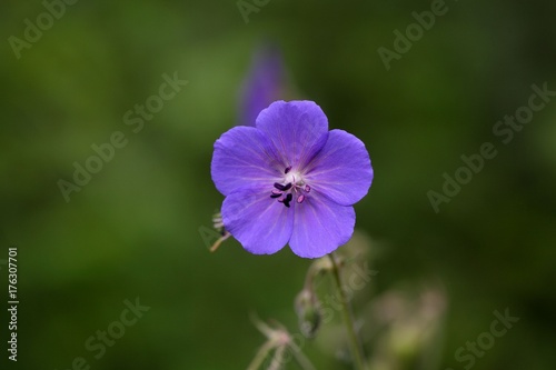 Flower of a meadow geranium