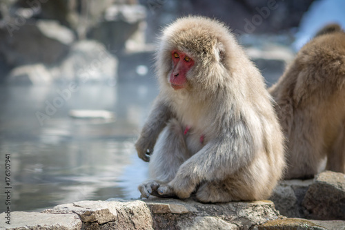 Female Macaque Snow Hot Spring © Joshua Daniels