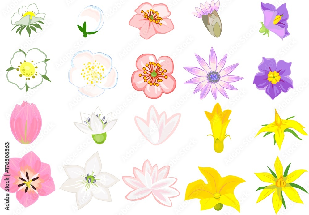 Set of different flowers on white background. Top and side view