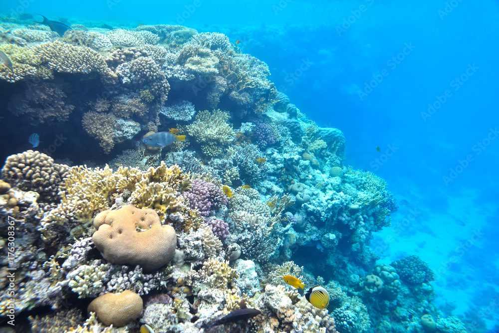 Fototapeta premium beautiful and diverse coral reef and fish of sea