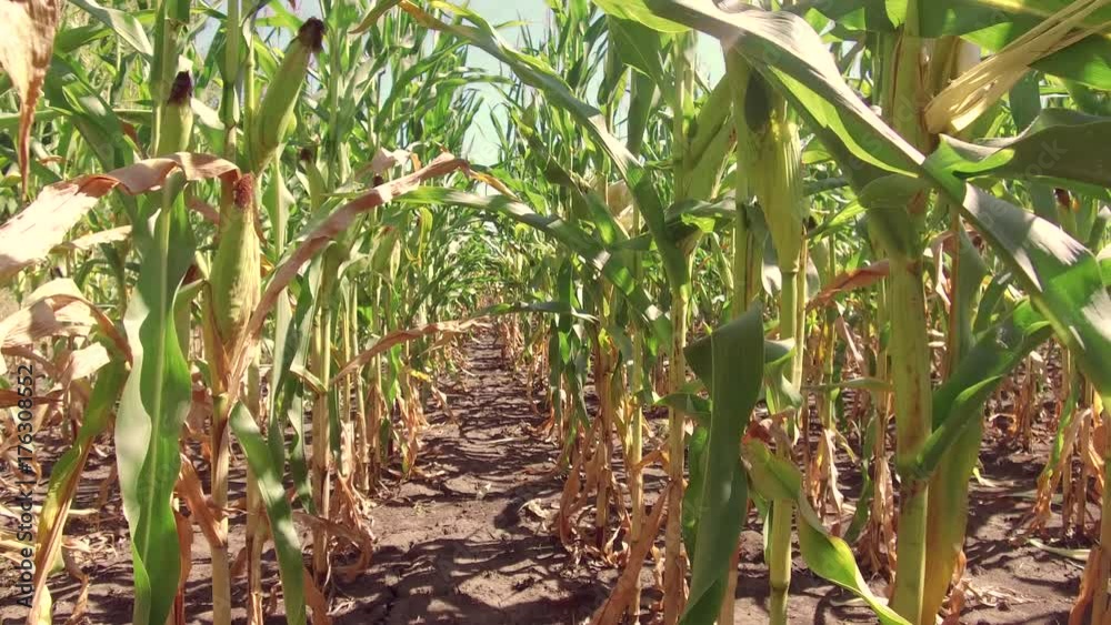 Corn field corn farm steadicam. green grass agriculture united states the nature video usa motion corn farming farm Corn field corn farm steadicam. green grass agriculture united states the nature video usa motion corn farming farm