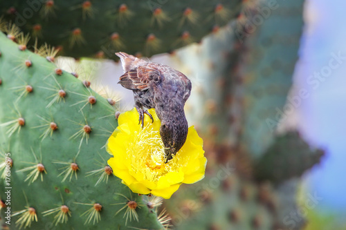 Fotografía Common cactus finch eating cactus flower on Santa Cruz Island in Galapagos Natio