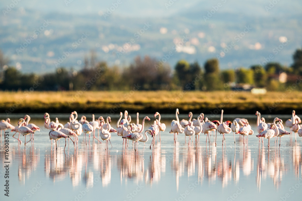 Naklejka premium Flamingi w Italiens Salinen, Emilia Romagna