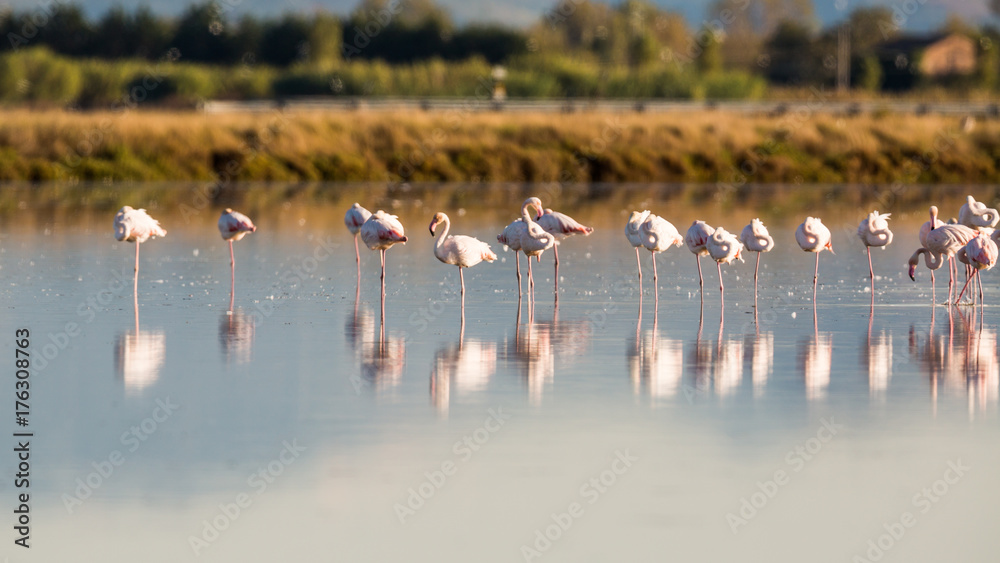 Fototapeta premium Flamingos in Italiens Salinen, Emilia Romagna