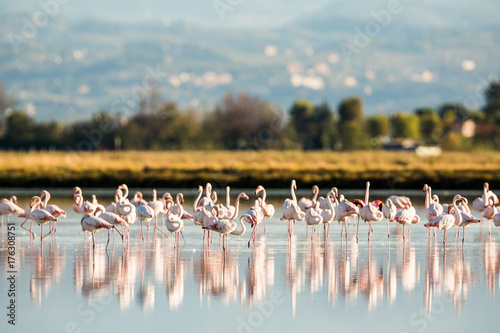 Flamingos in Italiens Salinen, Emilia Romagna