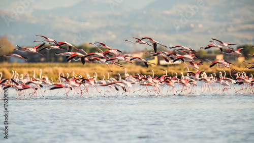 Flamingos in Italiens Salinen, Emilia Romagna