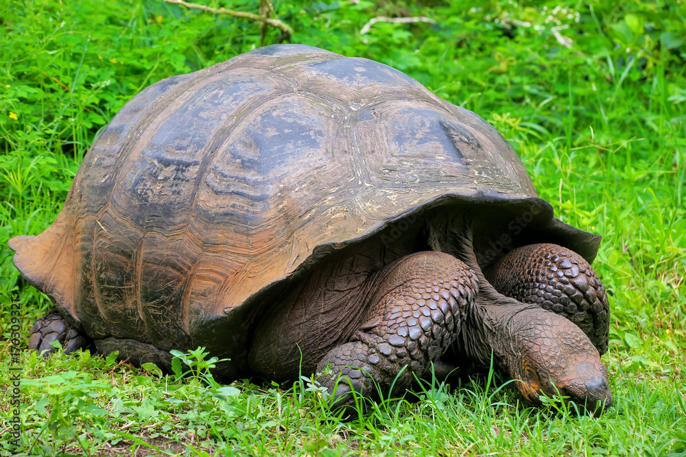 Galapagos giant tortoise on Santa Cruz Island in Galapagos National Park, Ecuador Galapagos giant tortoise on Santa Cruz Island in Galapagos National Park, Ecuador