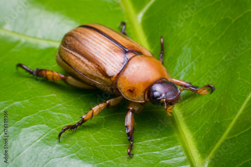 close up may beetle or cockchafer on leave green © Achira22