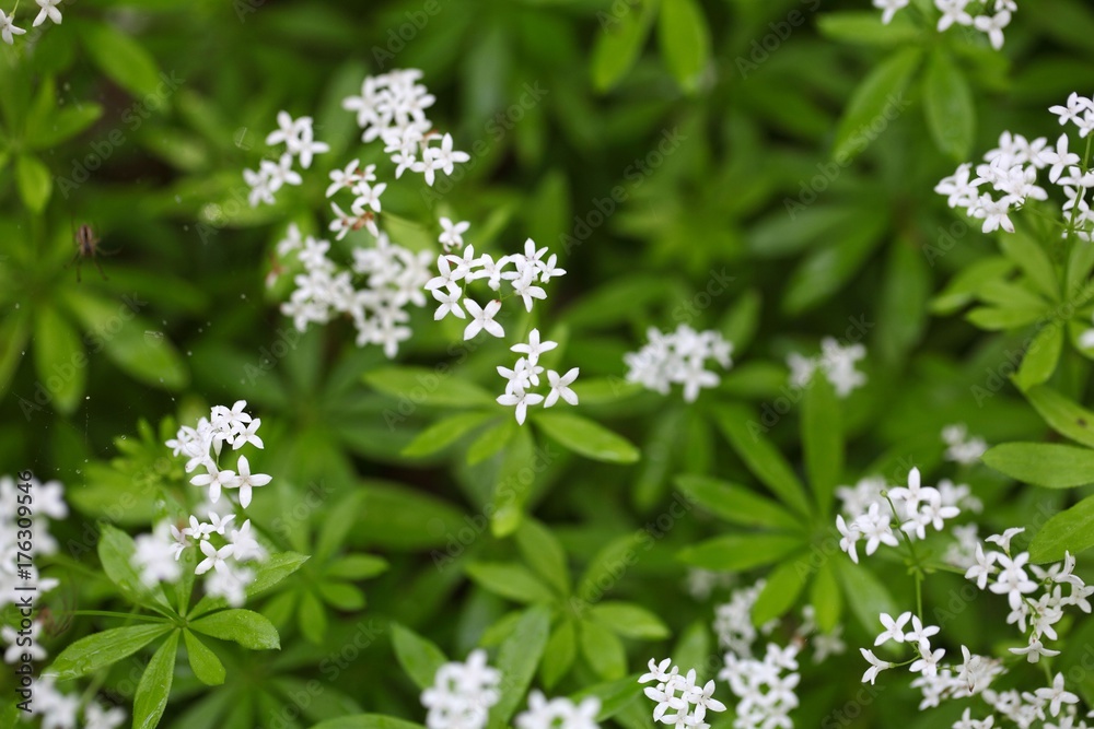 Flowers of sweetscented bedstraw (Galium odoratum) Flowers of sweetscented bedstraw (Galium odoratum)