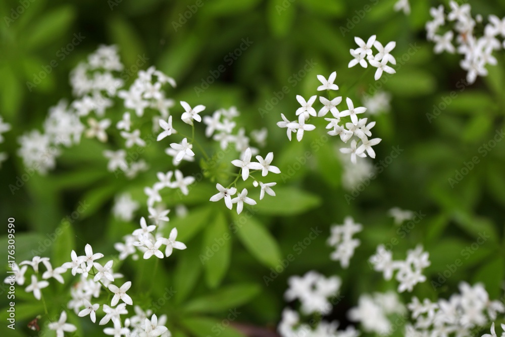 Flowers of sweetscented bedstraw (Galium odoratum) Flowers of sweetscented bedstraw (Galium odoratum)