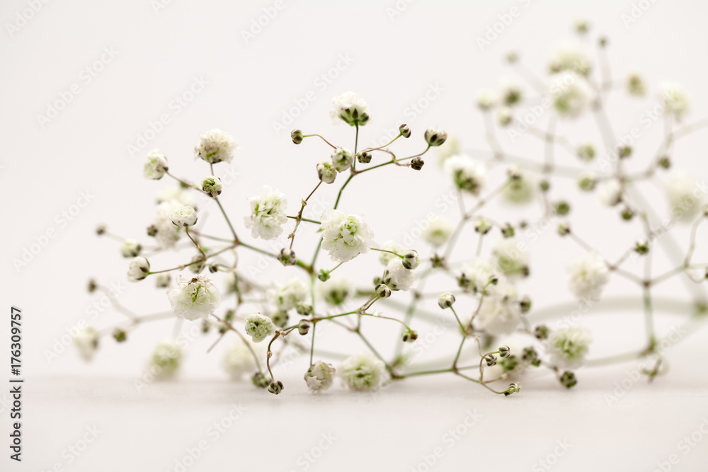 Gypsophila - plant with small white flowers, used for floral arrangements  Stock Photo