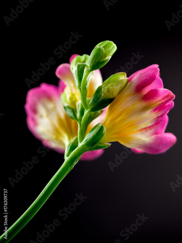 Fototapeta Naklejka Na Ścianę i Meble -  Beautiful freesia flower with details
