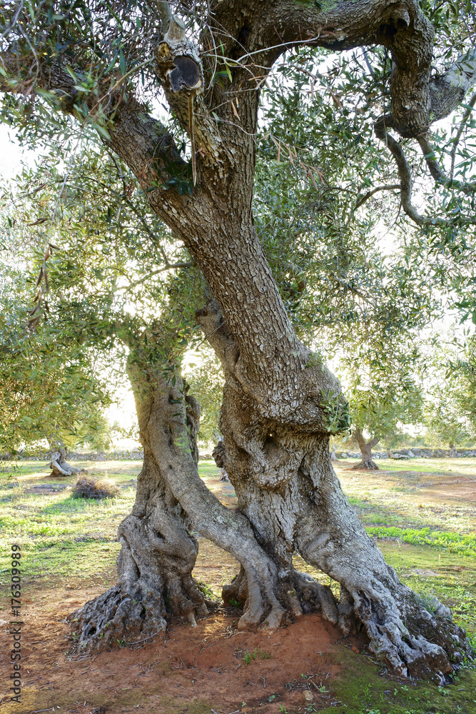 Olive tree at sunset that seems to want to dance Olive tree at sunset that seems to want to dance