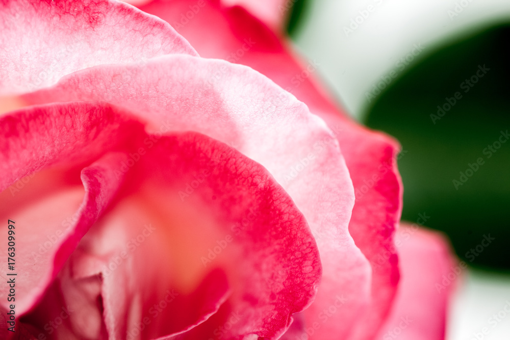 Colorful, beautiful, delicate rose with details
Colorful, beautiful, delicate rose with details