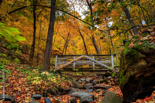 Bridge in Woods