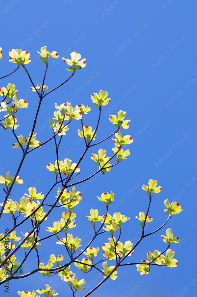 Yellow Flowering Dogwood