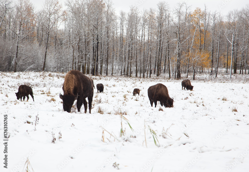 herd of bison on a snowy plain herd of bison on a snowy plain