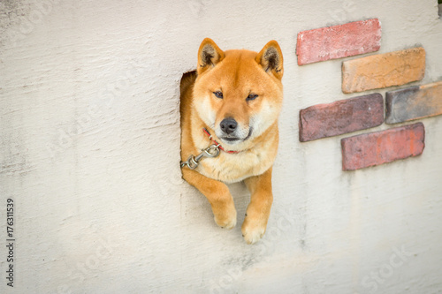 Shiba Inu Dog Sits In Wall