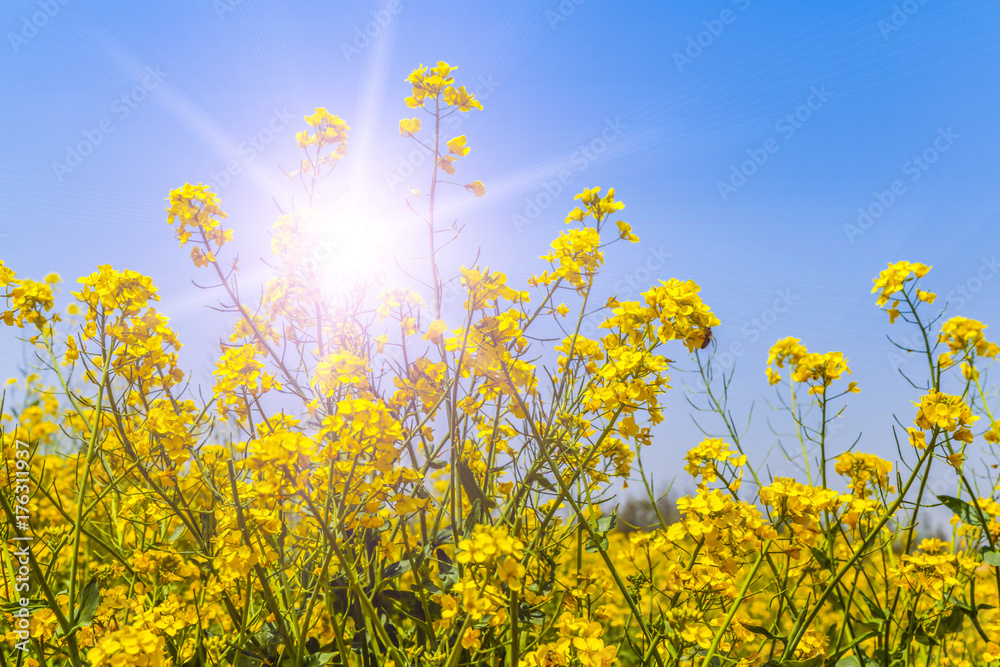 Fototapeta premium Blue sky background and rape flowers
