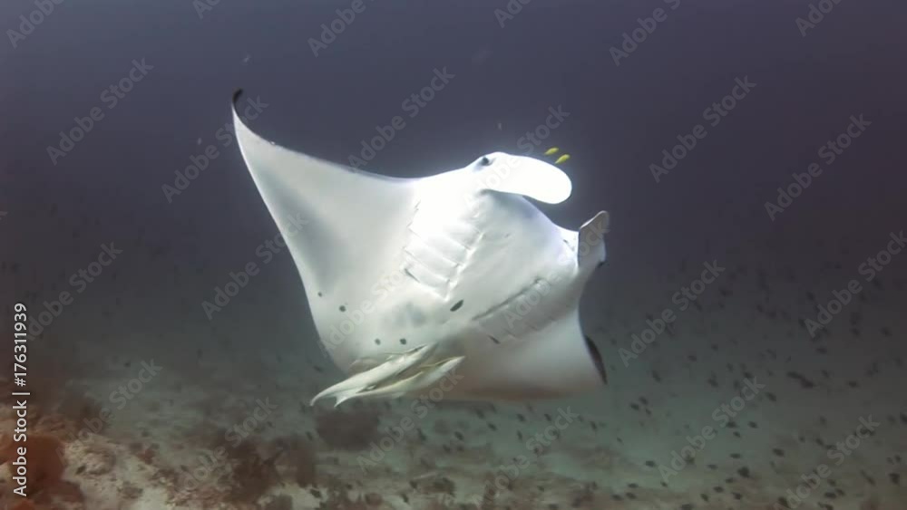 Manta ray underwater on background of school of fish in Maldives. Unique amazing video footage. Abyssal relax diving. Natural aquarium of sea and ocean. Beautiful animals.