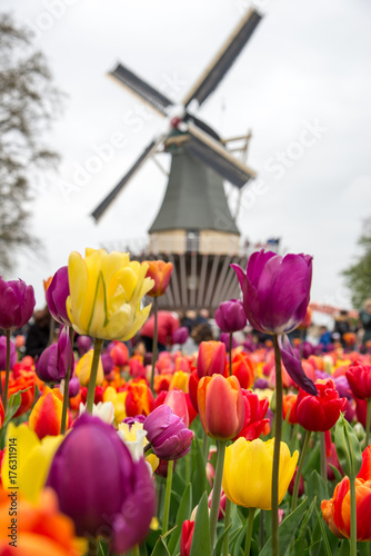 Fototapeta Naklejka Na Ścianę i Meble -  Fabulous landscape of Mill wind and tulips in Holland