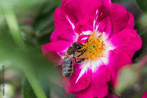 bee collects nectar from Garden Roses. photo