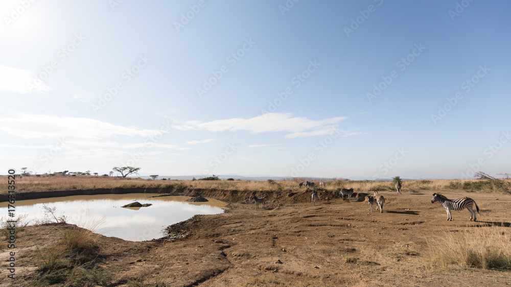Zebra herd. Nambiti Game Reserve, South Africa.