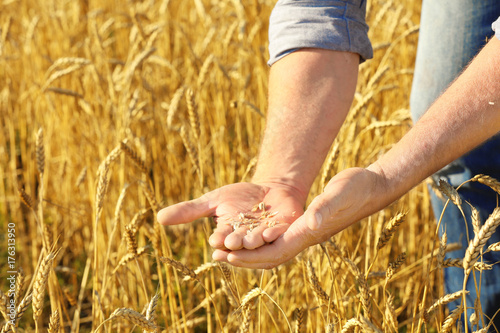 Farmer holding wheat grains in field