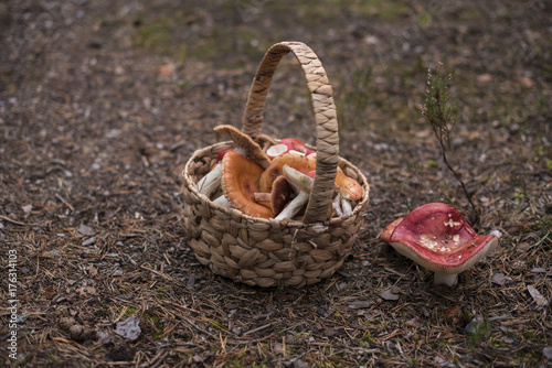 A close-up of a wicker basket full of various edible mushrooms on pine-thorne covered ground