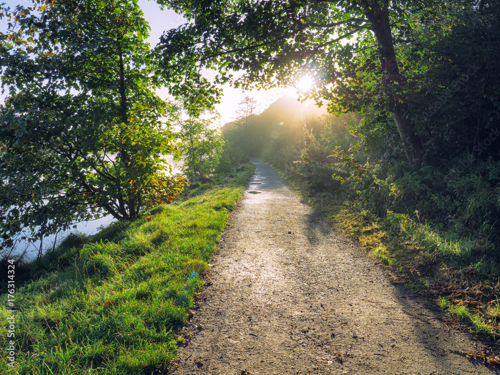 Obraz premium Early Autumn forest morning,Northern Ireland