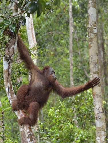 Bornean orangutan under rain on the tree in the wild nature. Central Bornean orangutan ( Pongo pygmaeus wurmbii ) on the tree  in natural habitat. Tropical Rainforest of Borneo.Indonesia