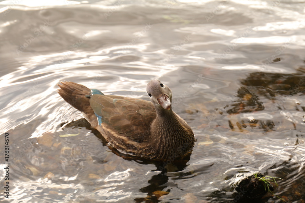 curious duck curious duck