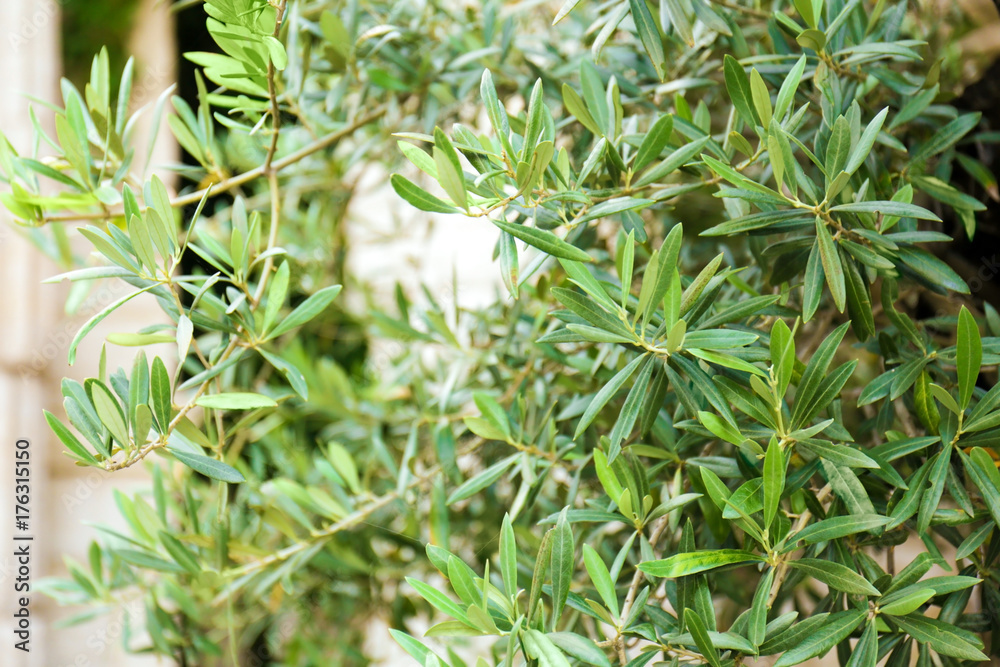 Green olive tree, closeup