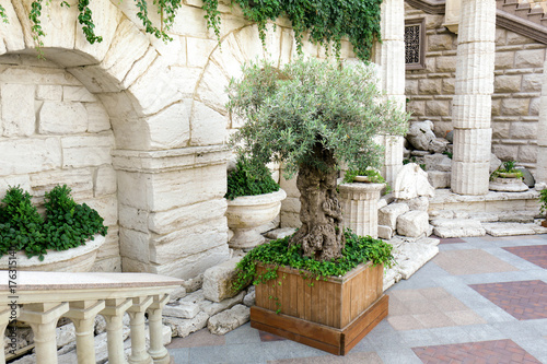 Olive tree on backyard