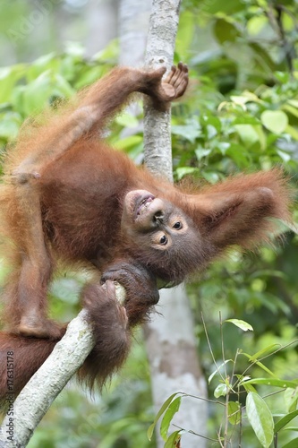 Cub of Central Bornean orangutan ( Pongo pygmaeus wurmbii ) swinging in tree in natural habitat. Wild nature in Tropical Rainforest of Borneo. Indonesia
