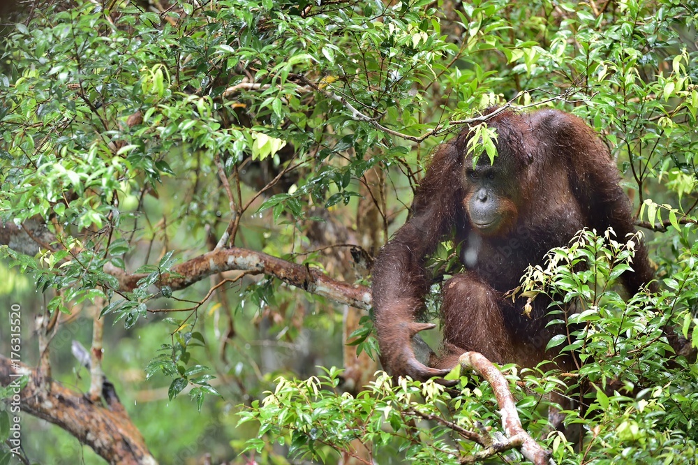 Obraz premium Bornean orangutan under rain on the tree in the wild nature. Central Bornean orangutan ( Pongo pygmaeus wurmbii ) on the tree in natural habitat. Tropical Rainforest of Borneo.Indonesia