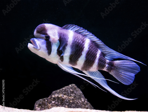 Cyphotilapia Frontosa is the Jewels of Rift Lakes of Africa. This predator from depths of Lake Tanganyika is a giant. It resides at greater depths, 30 – 50 meters sub-surface. Can live over 25 years