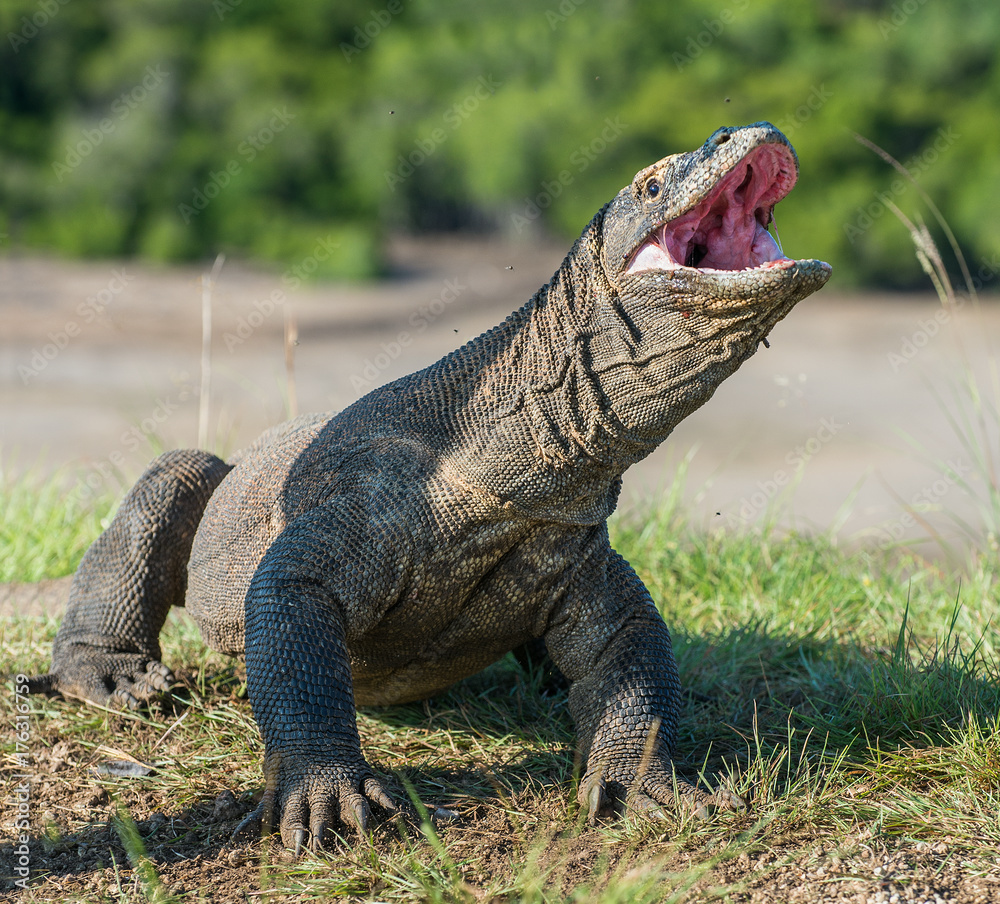 Obraz premium Portret smoka z Komodo (Varanus komodoensis) z otwartą paszczą. Największa żyjąca jaszczurka na świecie. Wyspa Rinca. Indonezja.