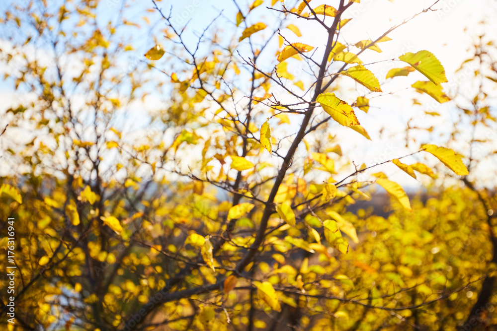 Tree with yellow leaves in bright autumnal landscape. Tree with yellow leaves in bright autumnal landscape.