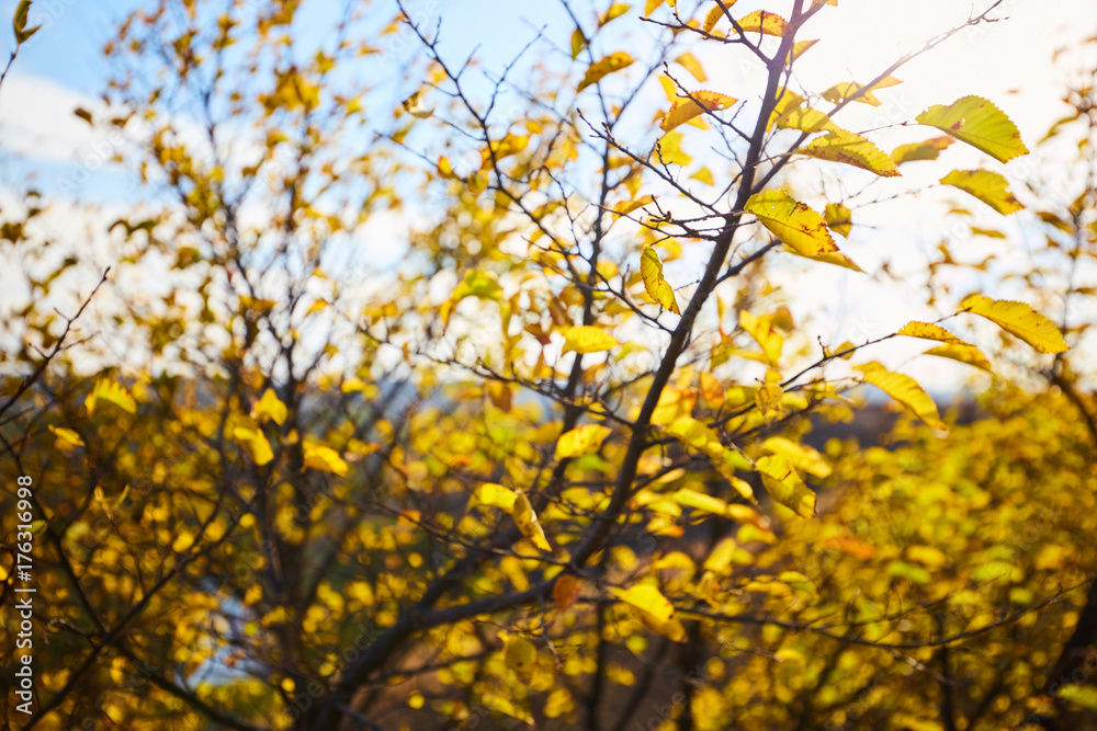 Tree with yellow leaves in bright autumnal landscape. Tree with yellow leaves in bright autumnal landscape.